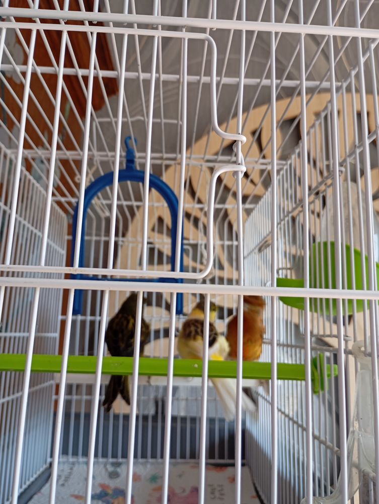 canari male 19 59590 Raismes