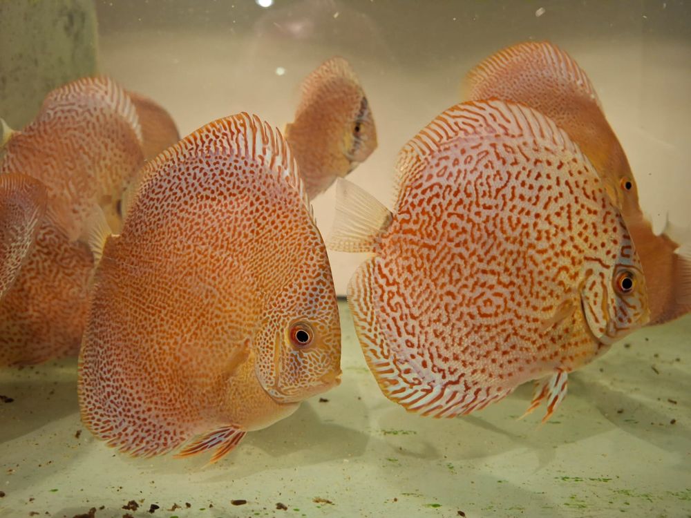 Discus 80 01420 Seyssel