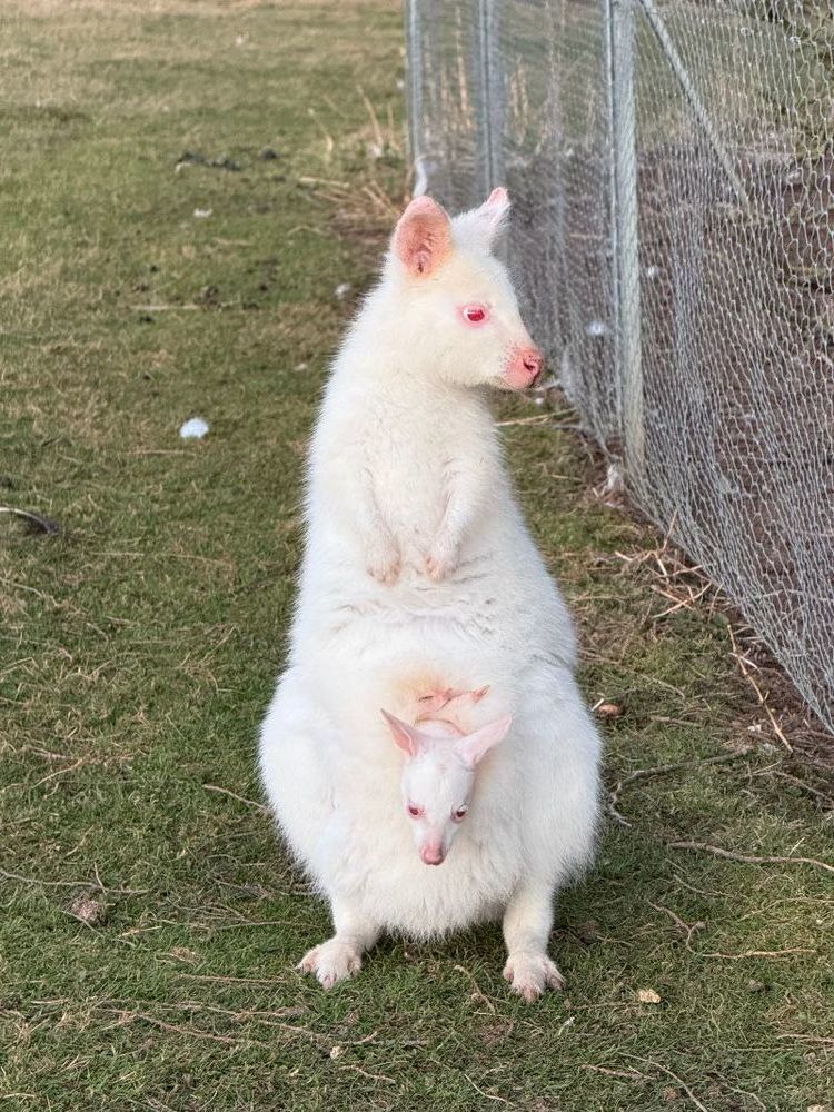 Wallaby de Bennett 1200 21510 Minot