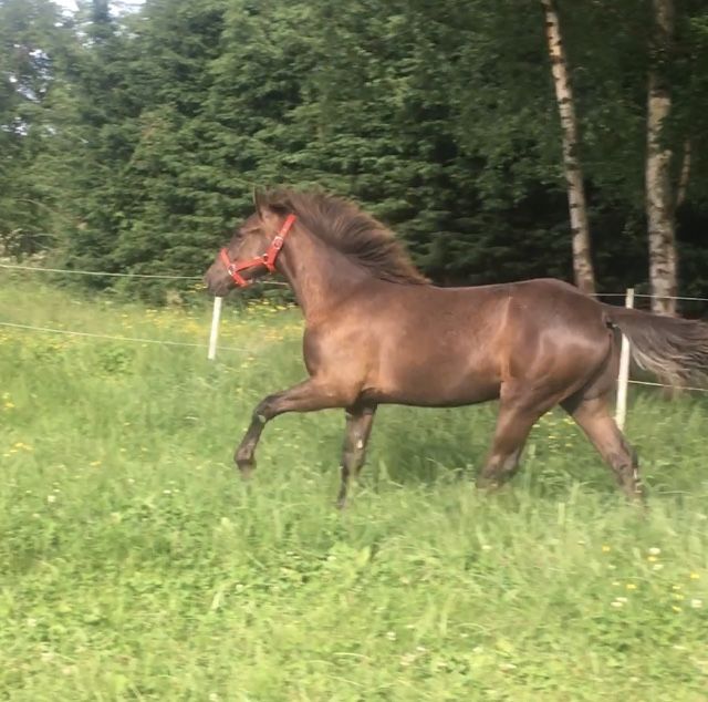Timing THW cheval Am&eacute;ricain &agrave; allures 1 03250 Saint-nicolas-des-biefs