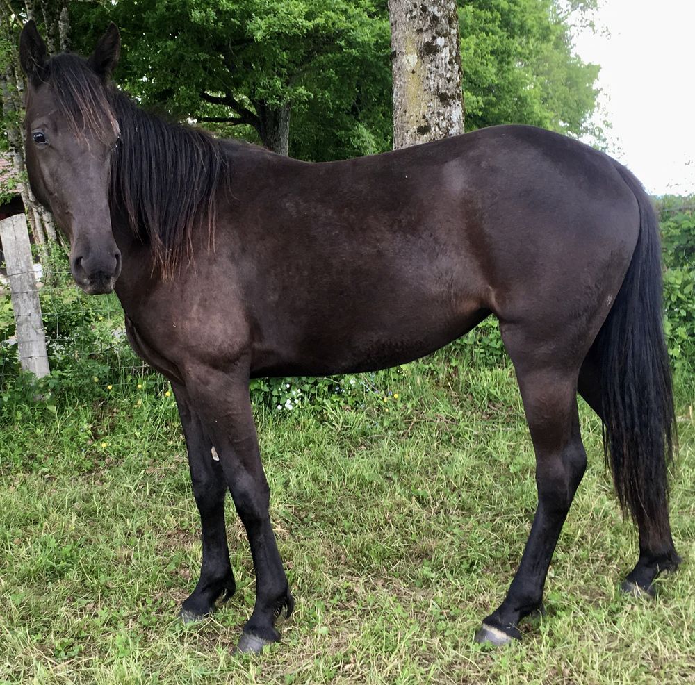 Perly 3 03250 Le mayet-de-montagne