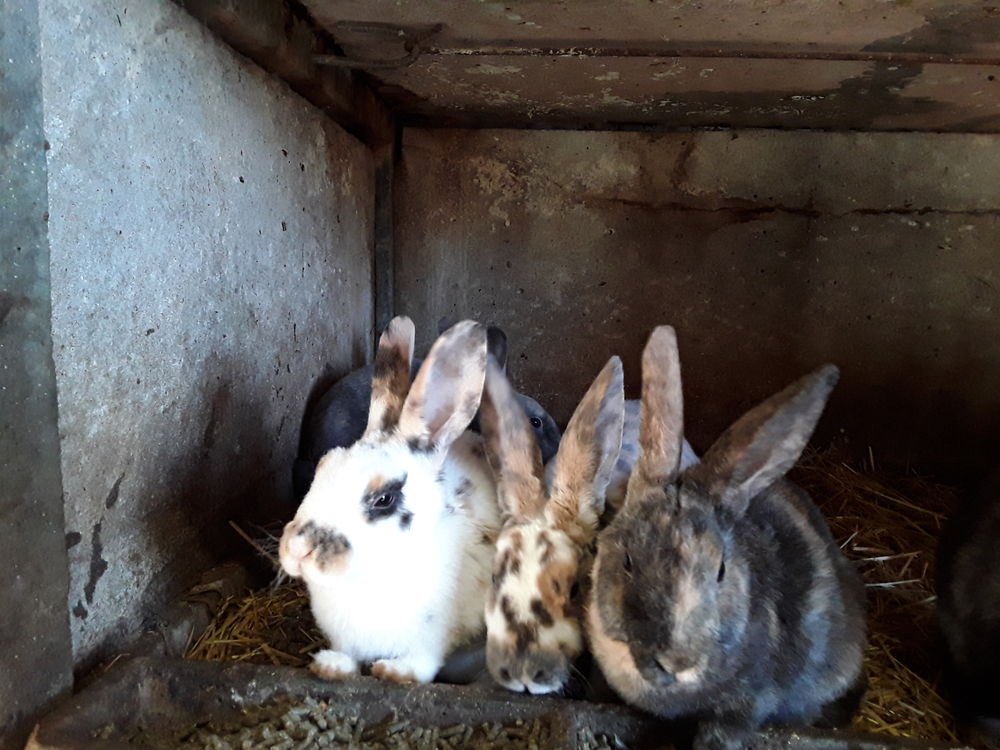 Lapins Rex  G R    et lapins nain 20 44130 Blain