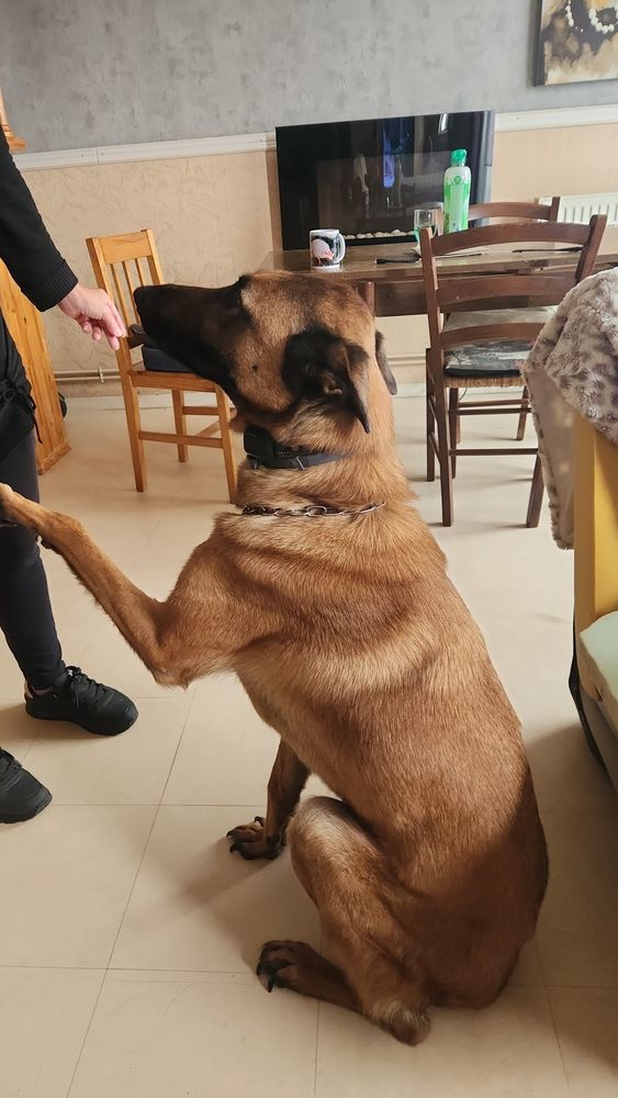 malinois m&acirc;le poil court Nom Taz 500 27140 Gisors
