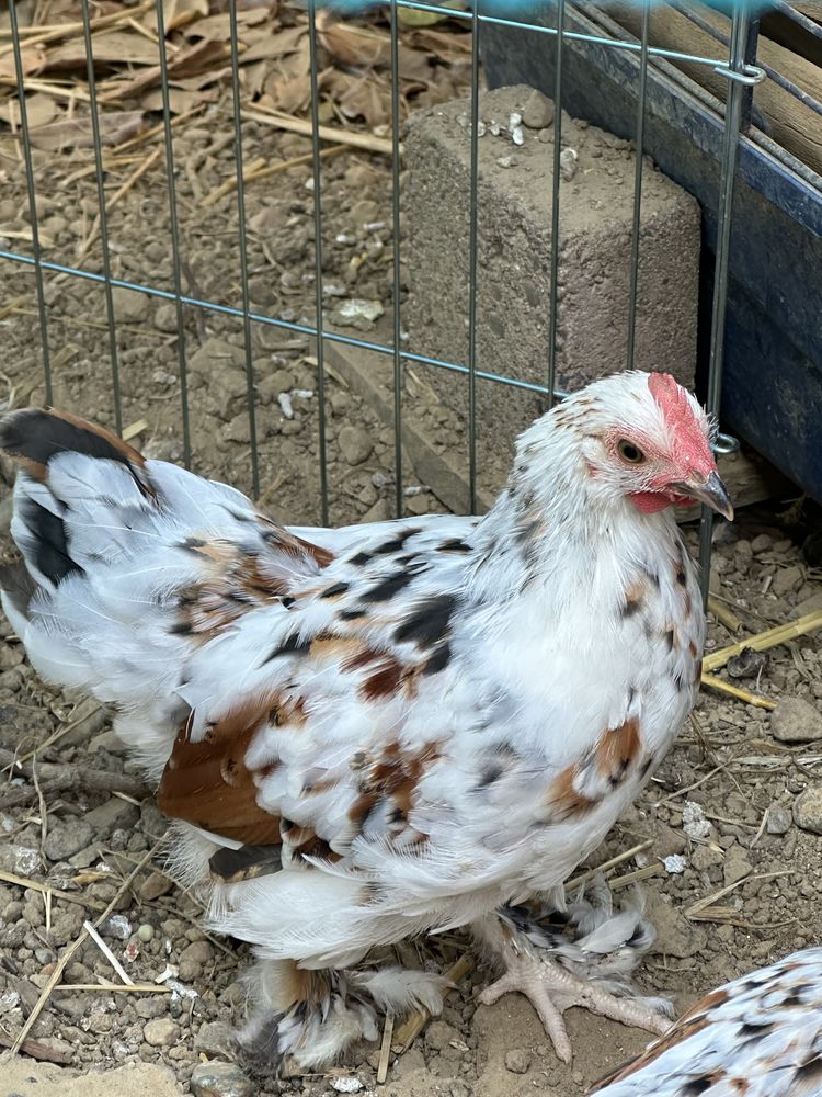 Coq bantam de P&eacute;kin 15 31490 L�guevin