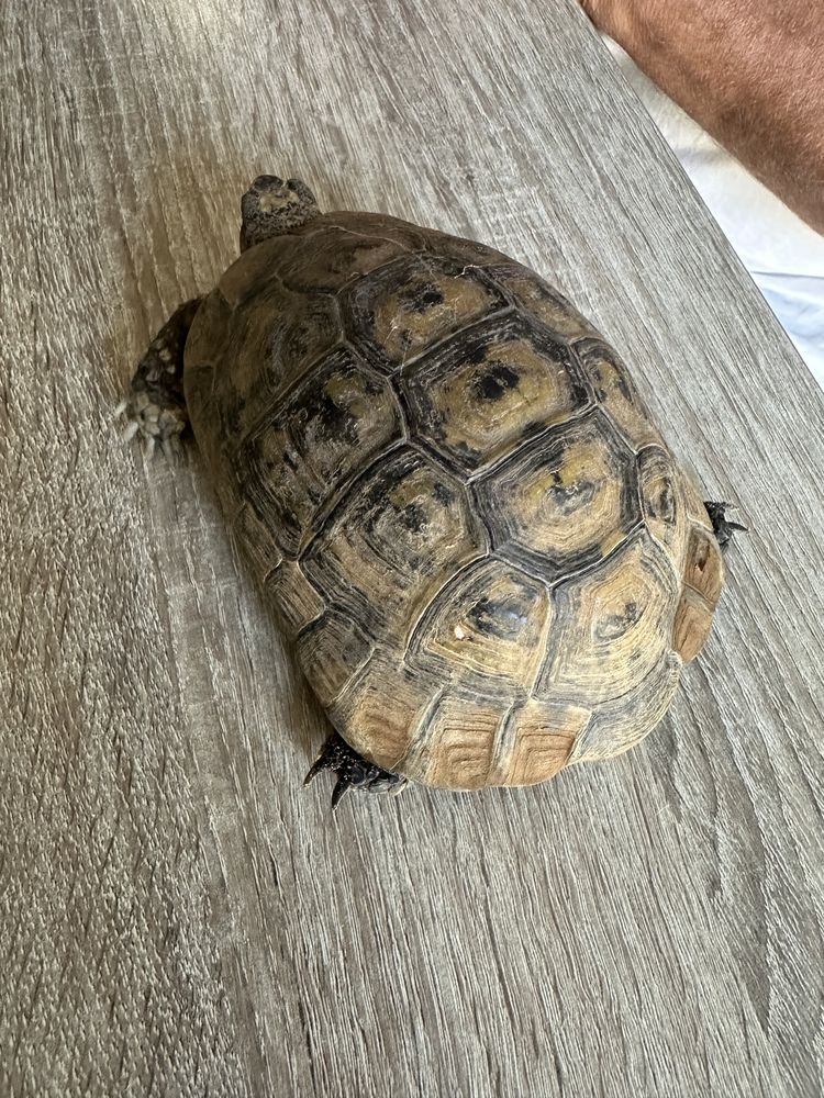 TORTUE GREC MAL LOIRE ATLANTIQUE 500 44250 Saint-brevin-les-pins