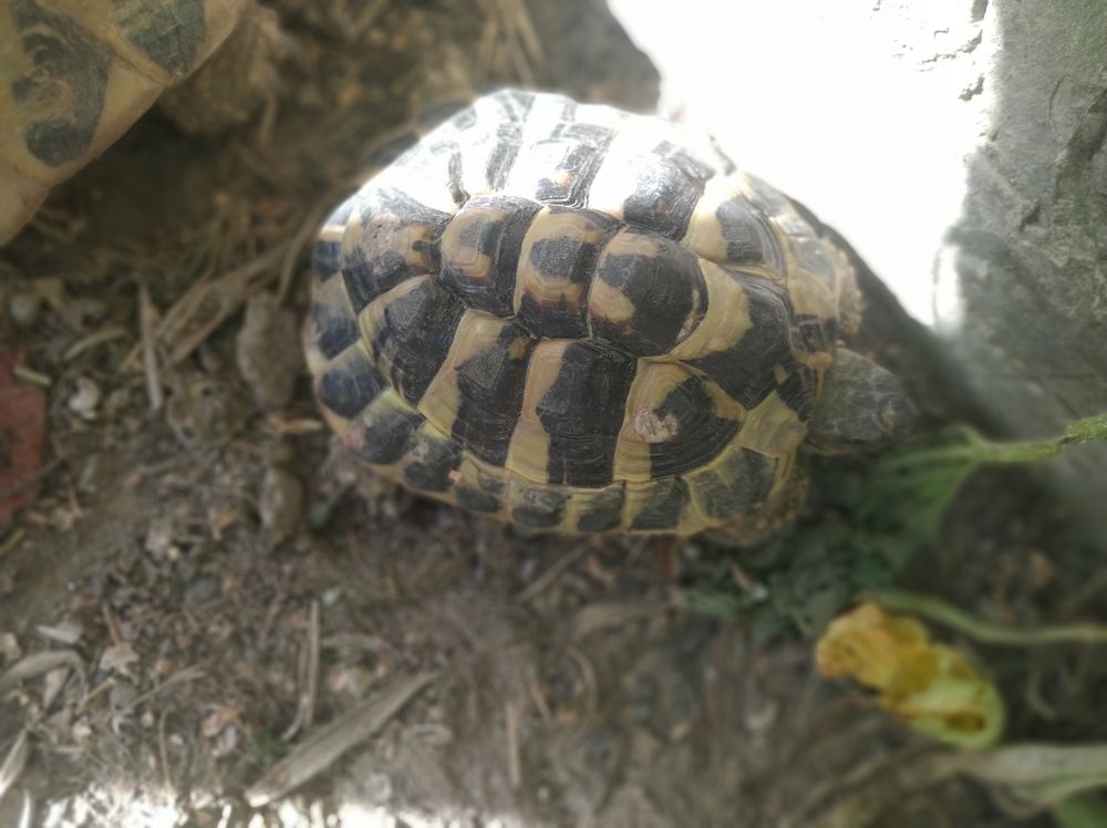 Tortue m&acirc;le 7 ans 150 34730 Saint-vincent-de-barbeyrargues