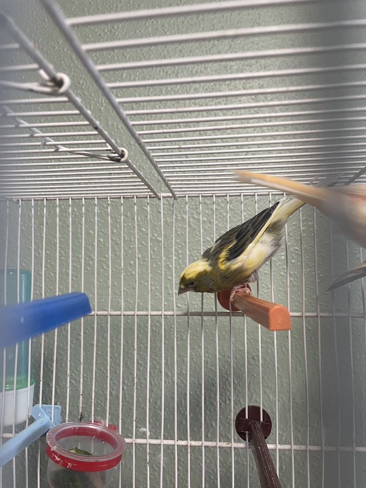 Canari m&acirc;le ou femelle 30 74300 Cluses