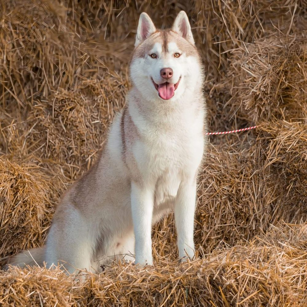 MAGNIFIQUE HUSKY SIB&Eacute;RIEN POUR SAILLIE 400 79150 Voultegon