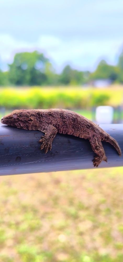 Gecko leachianus 500 49490 D�nez�-sous-le-lude