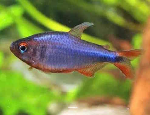 Hyphessobrycon wadai 1 91200 Athis-mons