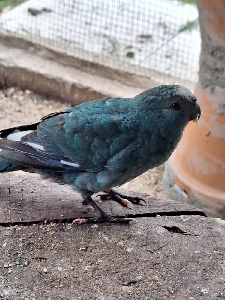 C&egrave;de Kakariki 30 45240 La fert�-saint-aubin