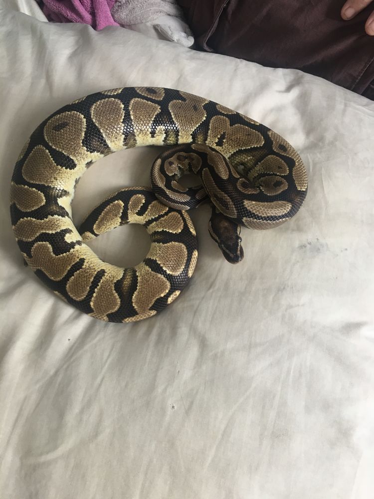 Python royal  femelle 110 30000 N�mes