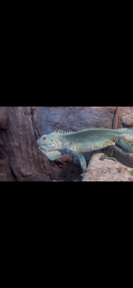 Iguane Tha&iuml; rachan bleu 
900 24460 Saint-front-d'alemps