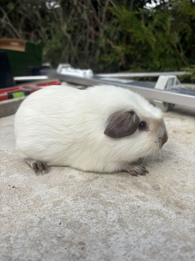 Cochon d'Inde 0 60420 Tricot