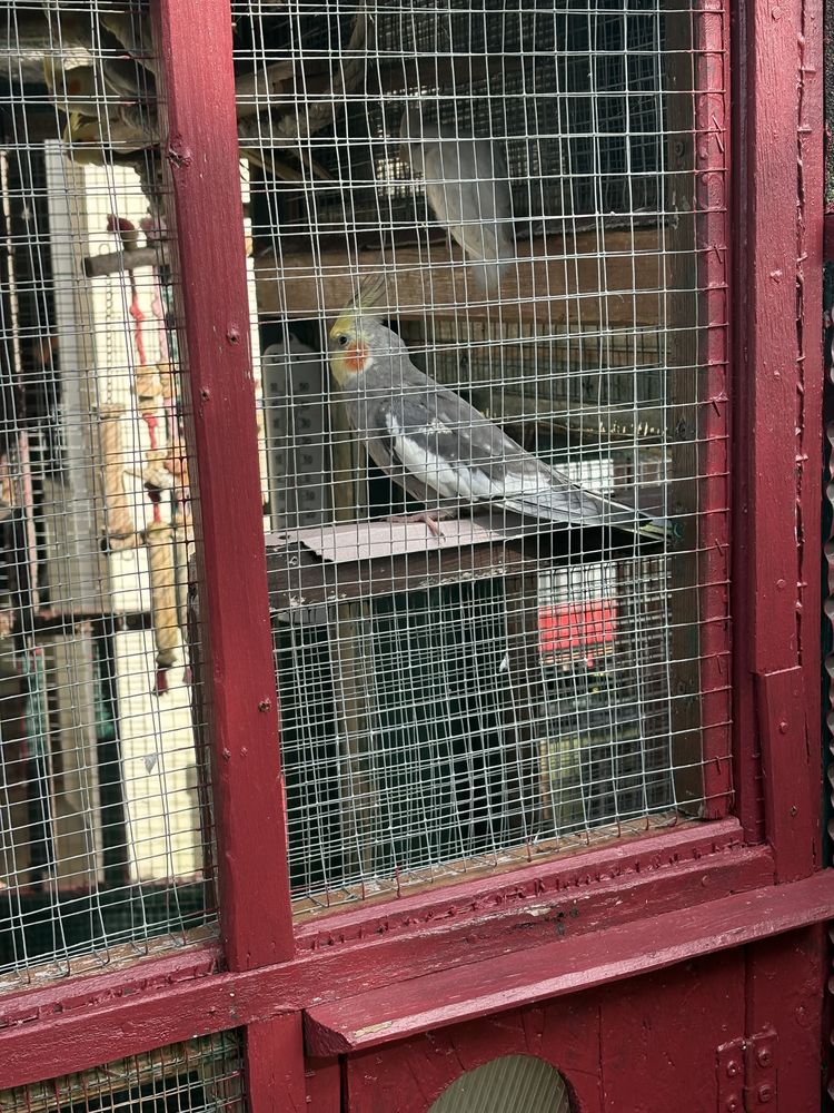 oiseaux caloptiste plusieurs mutations plus canaris mosa&iuml;que de l'Anne 30 50520 Reffuveille