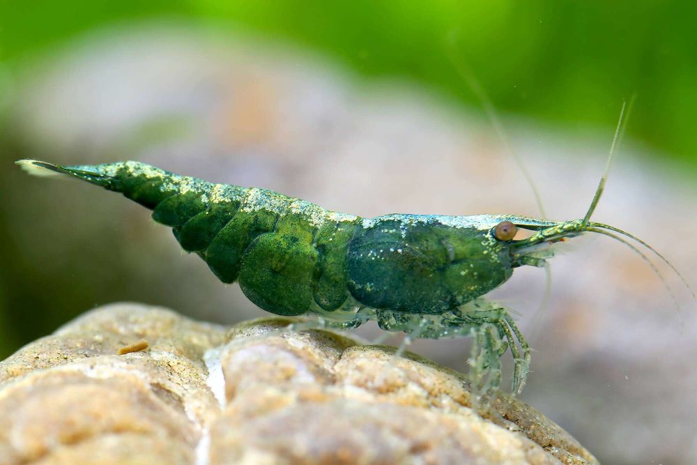 Crevettes d'aquarium Green Jade 3 44120 Vertou