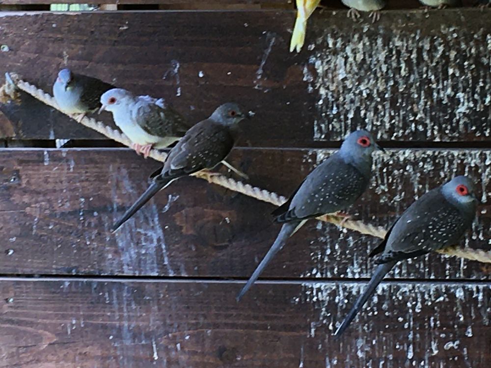 colombes diamant 10 71240 Sennecey-le-grand