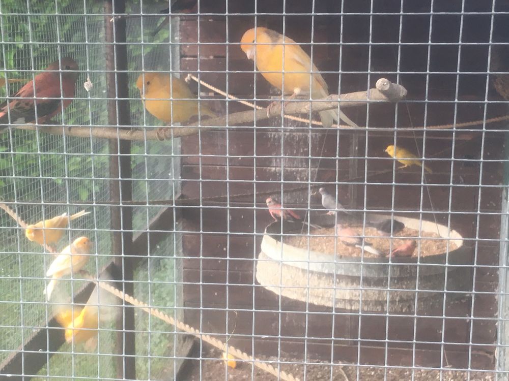 canaris 15 71240 Sennecey-le-grand