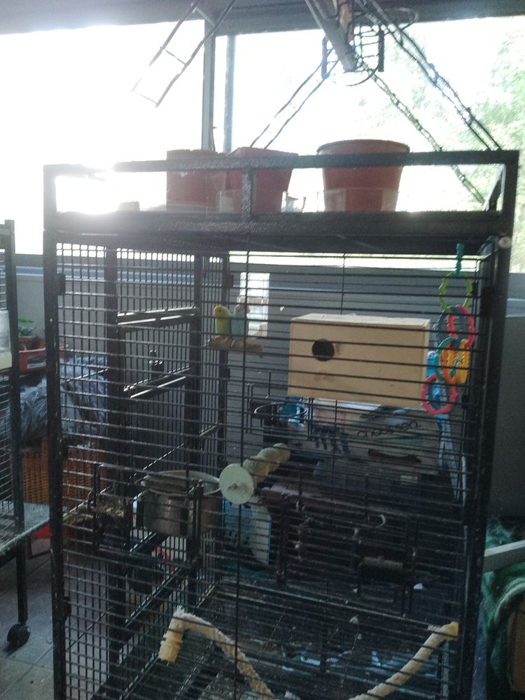 couple de toui c&eacute;leste 60 85540 Le champ-saint-p�re