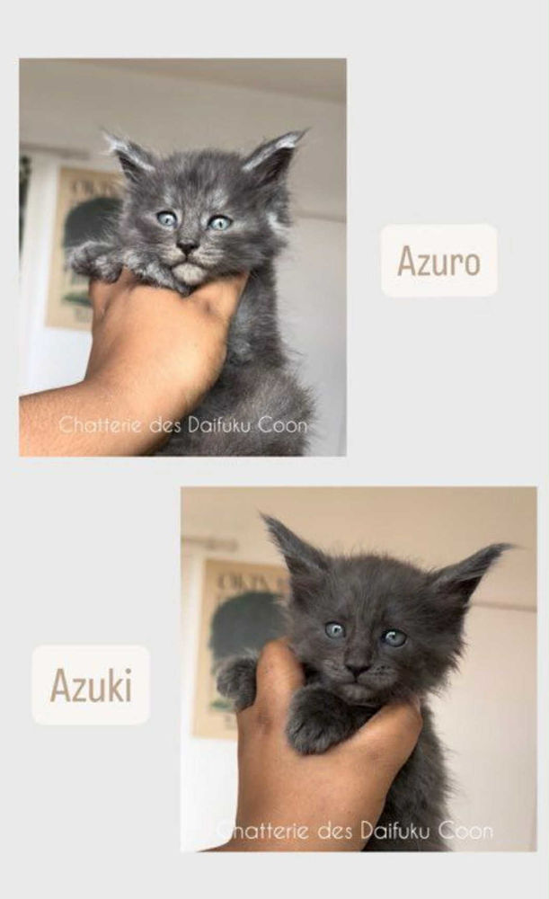 Chatons maine coon loof n&eacute;(e)s le 7 juin 2025 1250 87100 Limoges