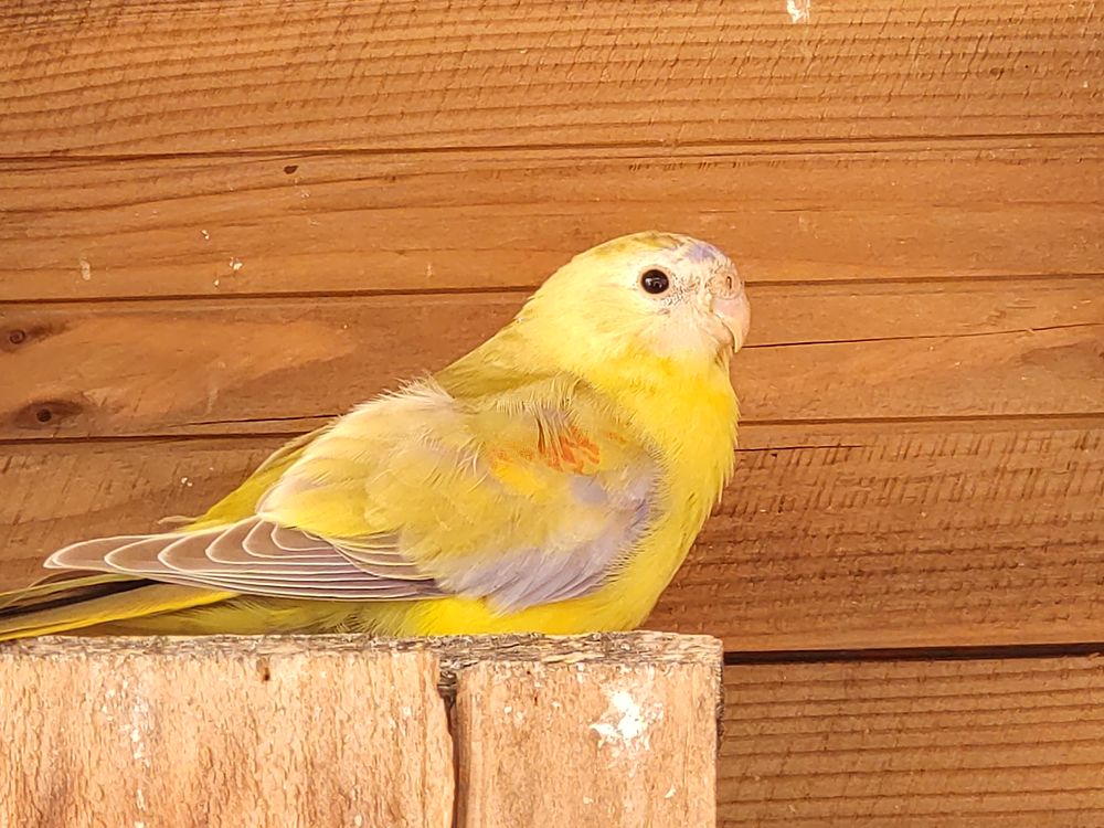 Perruches turquoisines 45 61360 Saint-jouin-de-blavou