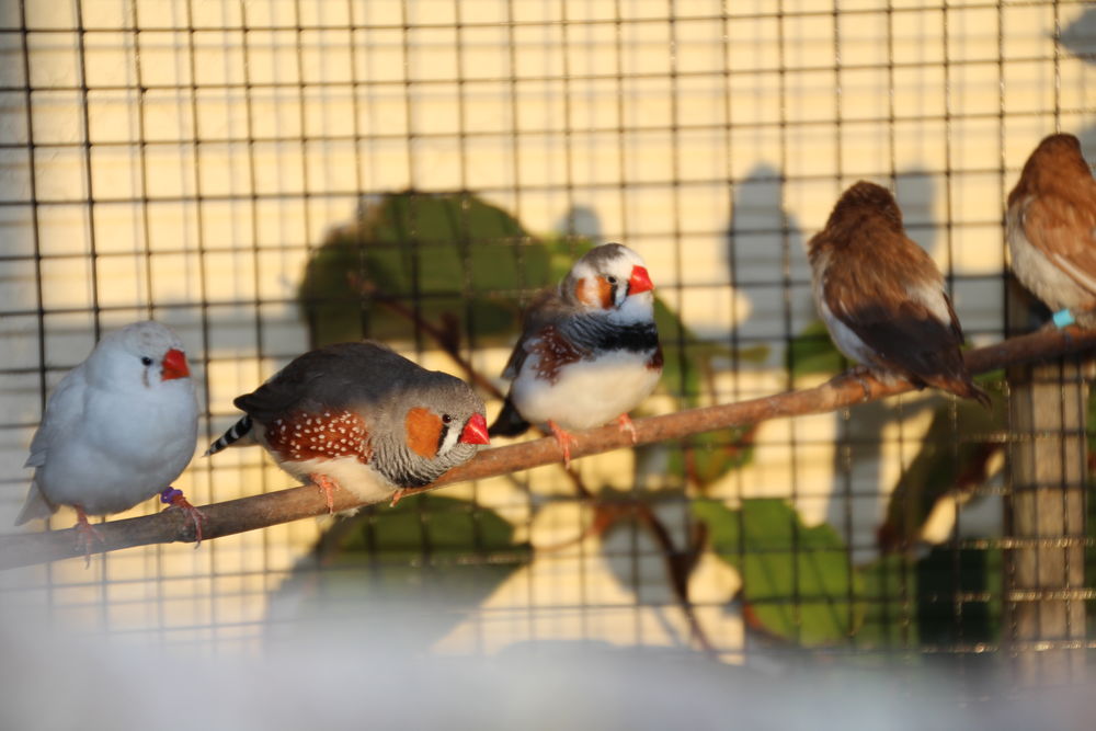 Diamants mandarins 10 61360 Saint-jouin-de-blavou