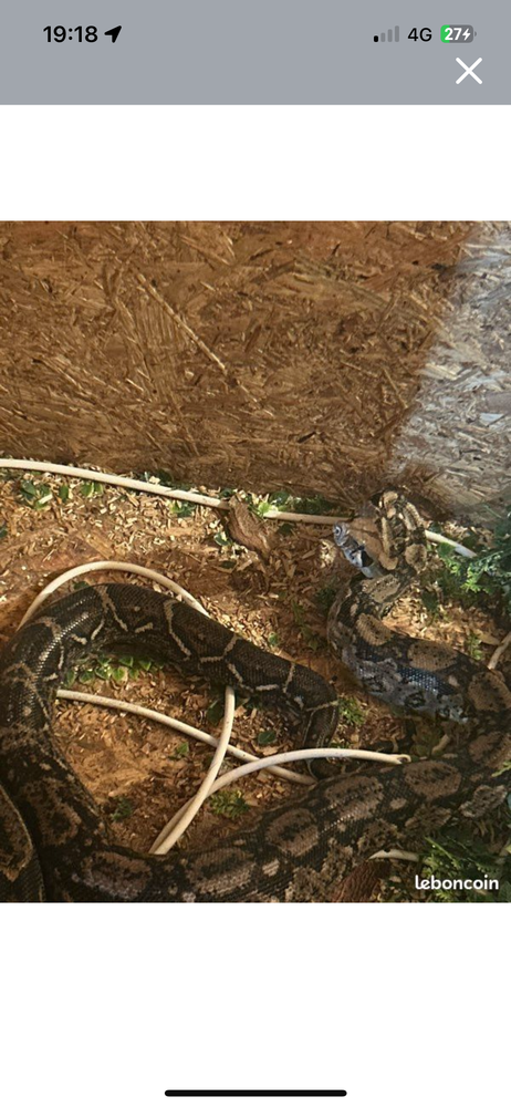 boa et l&eacute;zard 150 56330 Pluvigner