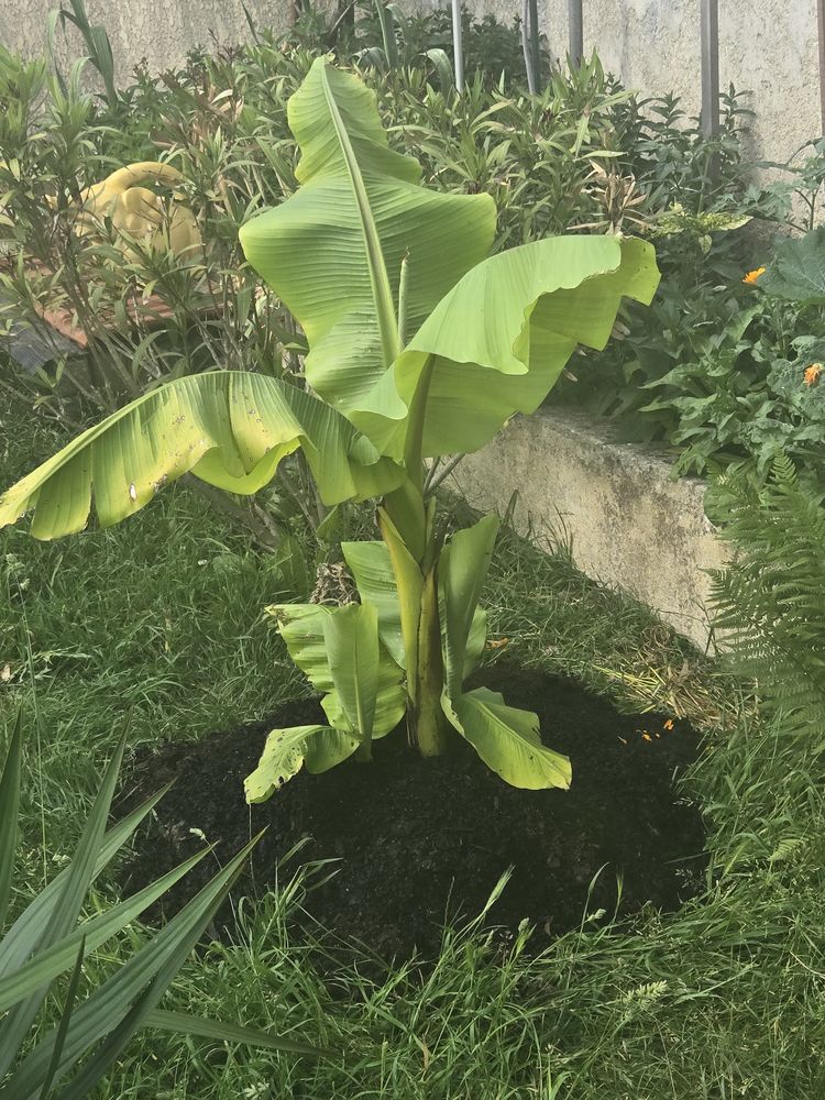 Passionn&eacute;,prend en charge,tortue &acirc;g&eacute;e  chez  pers &acirc;g&eacute;e75 0 93380 Pierrefitte-sur-seine