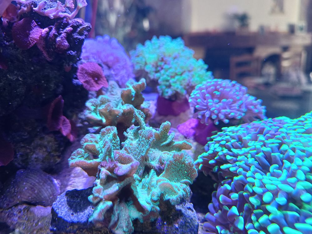 Boutures Coraux mous et coraux durs 10 60930 Bailleul-sur-th�rain