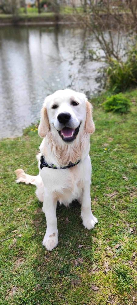 Chien m&acirc;le Golden Retriever 0 35310 Br�al-sous-montfort