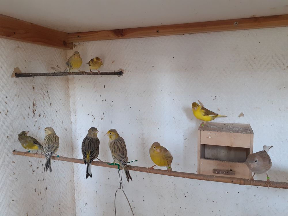Canaris 20 45340 Chambon-la-for�t