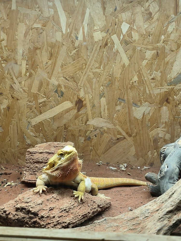 Pogona + terrarium 600 41130 Gi�vres