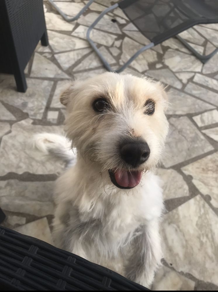Disparition de notre chien Nouki, depuis le 29.08.2025 0 36210 Poulaines
