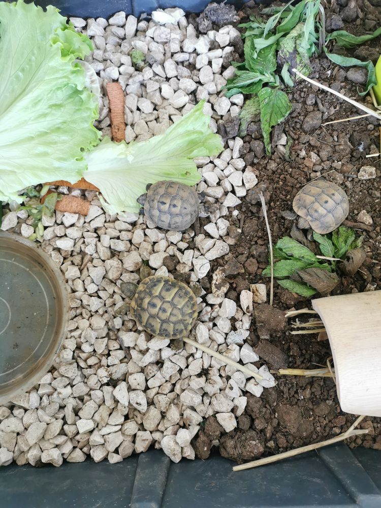 Tortue+juv&eacute;nile 60 83190 Ollioules