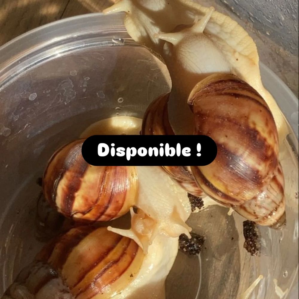 Bb escargots g&eacute;ant D'Afrique ? 5 83200 Toulon