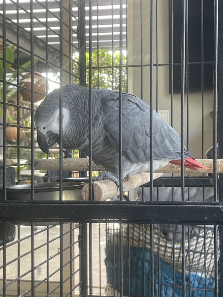 Recherche femelle gris du gabon 1200 45470 Rebr�chien