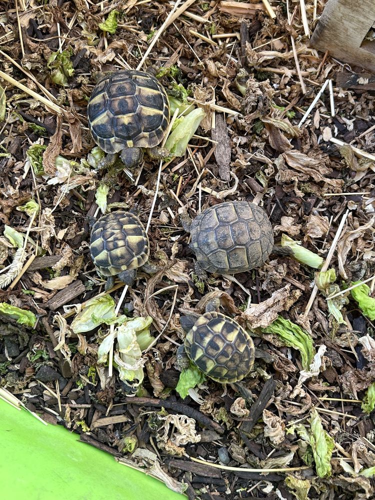 Tortue terre 40 83000 Toulon