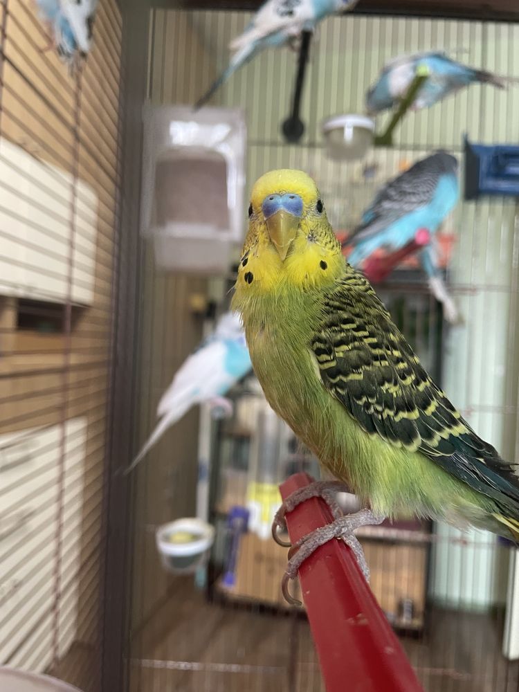 Perruches m&acirc;les ou femelles 20 74300 Cluses