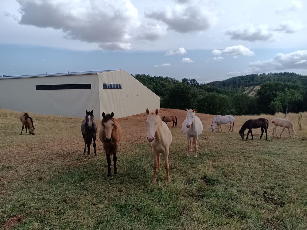 Poulains et poulini&egrave;res Connemara 2500 12400 Rebourguil