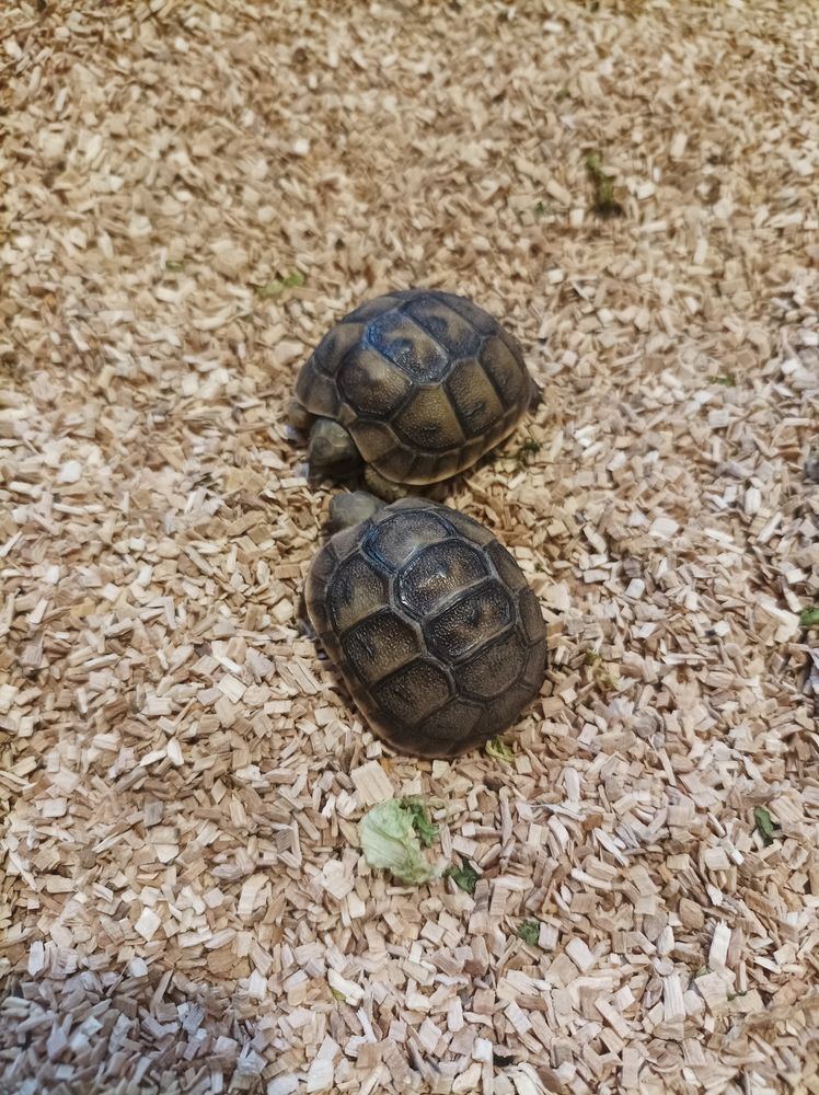 Adorables tortues de terre &acirc;g&eacute;es de 6 mois 45 34500 B�ziers