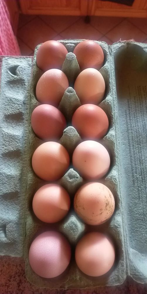 Oeufs f&eacute;cond&eacute;s 1 33210 Langon