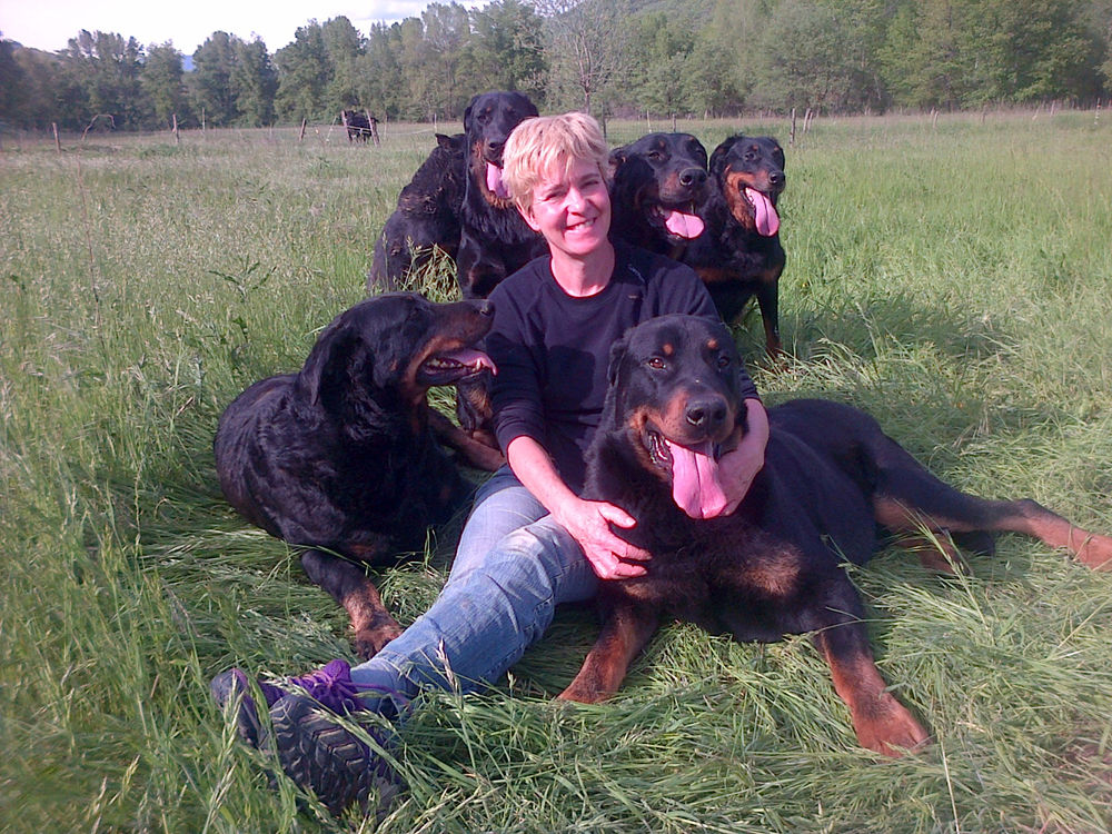 Chiots Beauceron Gros Gabaris pure  race 890 04380 Barras
