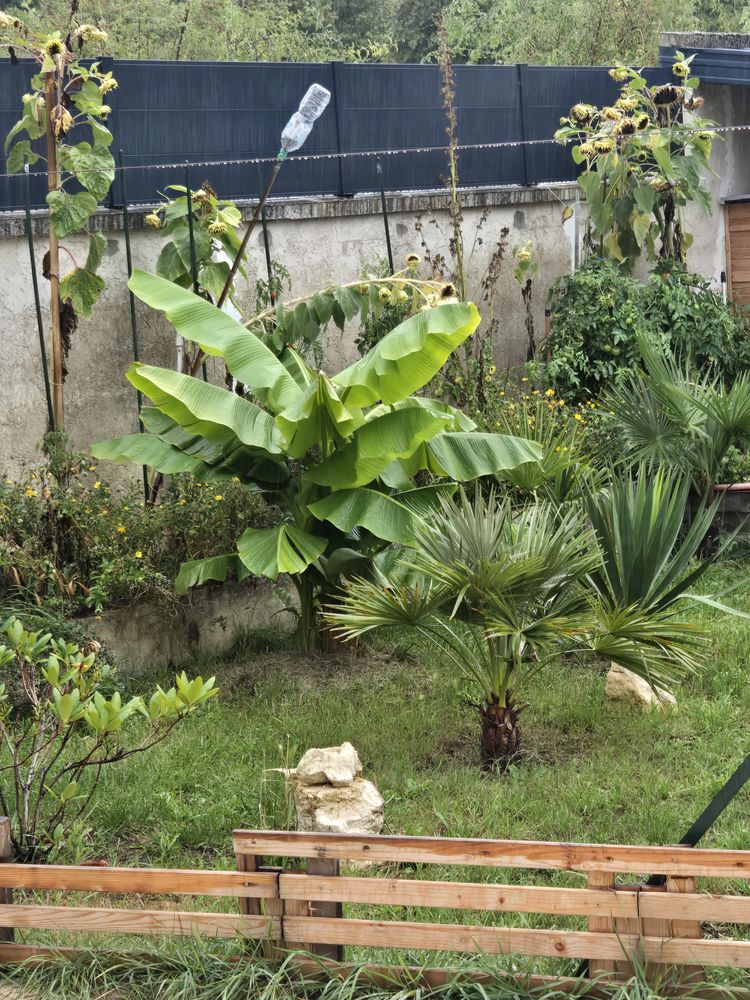 Vos d&eacute;sirez placer votre tortue 77 CB.Soins 0 93800 �pinay-sur-seine