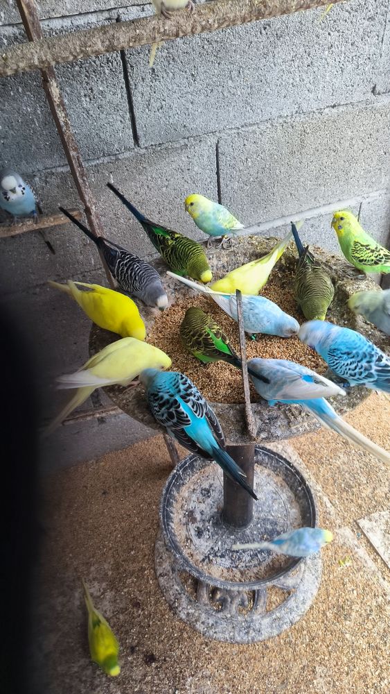 cause surnombre perruches diff&eacute;rentes couleurpi&egrave;ces si 10 64270 Puyo�