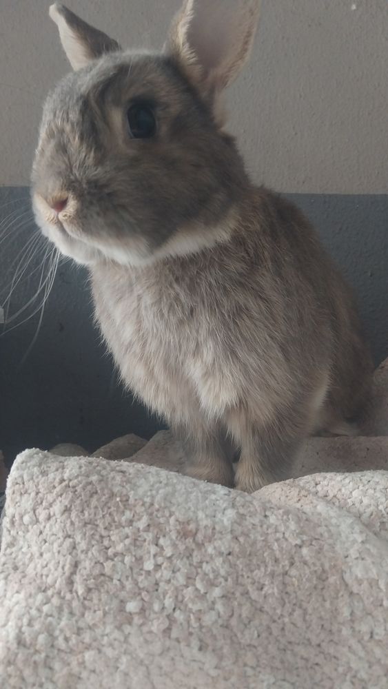 Je donne mon lapinou ! 0 67100 Strasbourg