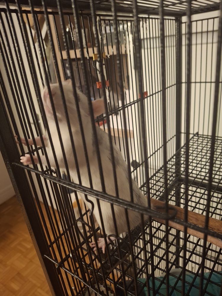 Deux rates acheter dont j'ai du mal &agrave; m'occuper 0 75015 Paris