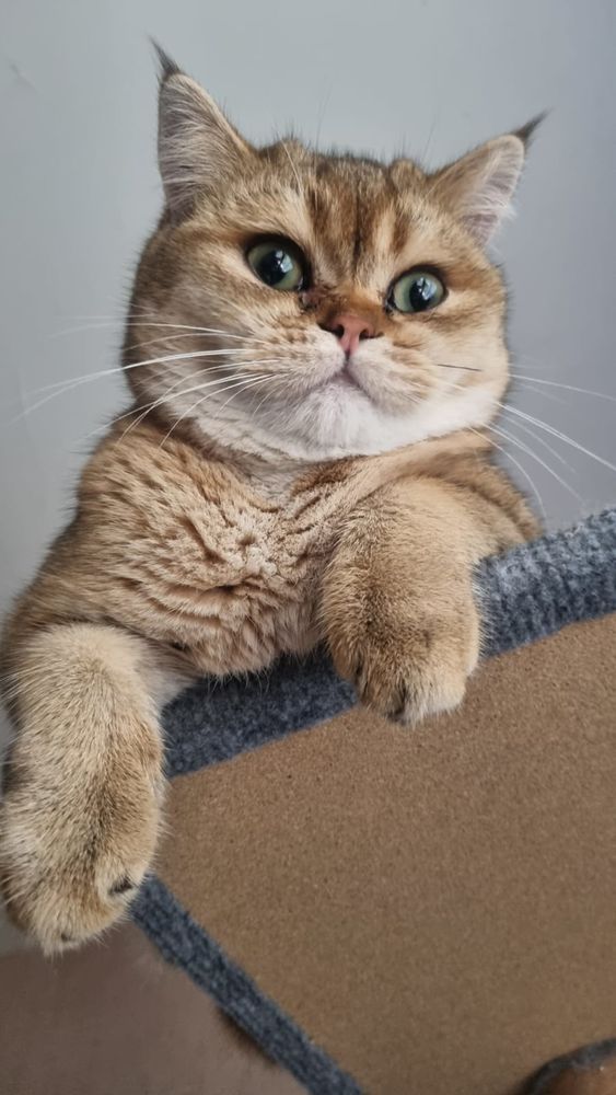 Saillie m&acirc;le type British shorthair 200 35000 Rennes