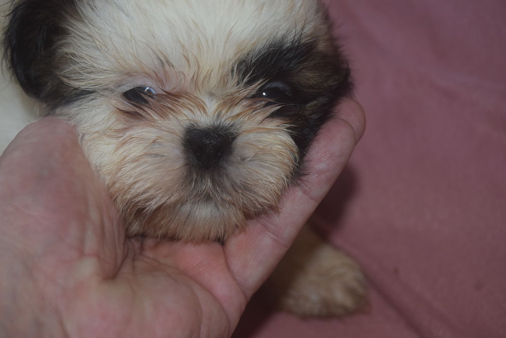 shih tzu chiots 1200 76430 Sainneville