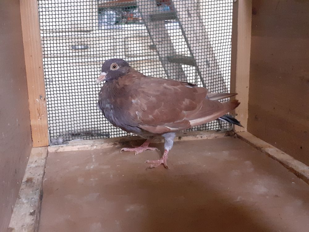 JEUNES PIGEONS COULEUR CHOCO 15 33130 B�gles