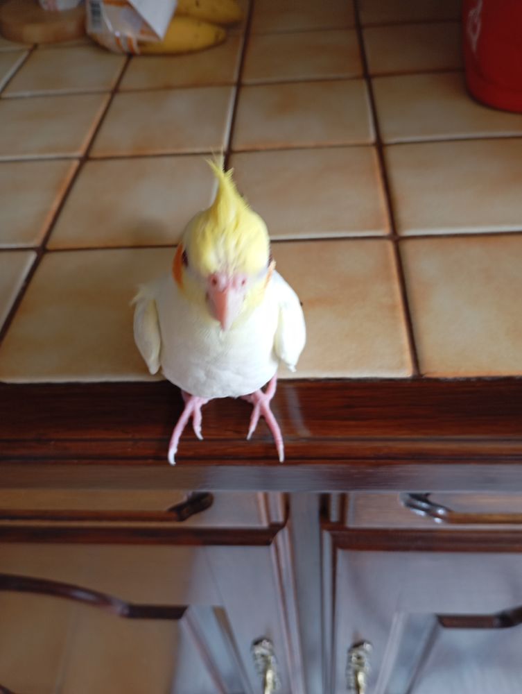 calopsite femelle eam tr&egrave;s sociable 110 59590 Raismes